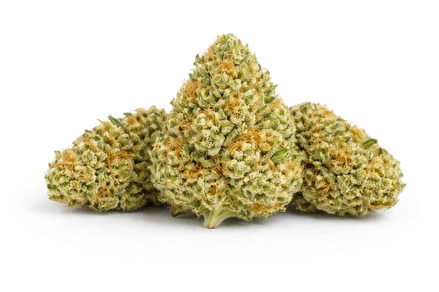 Flores CBD Invernadero